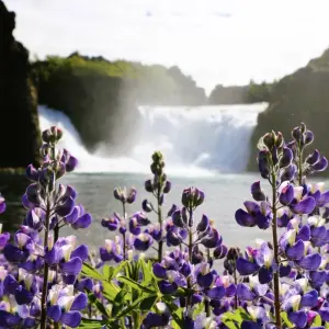 Explore 8-Day Summer Iceland Ring Road & Landmannalaugar Highland Small Group Tour for 8 days with BusTravel Iceland and discover unforgettable experiences - Photo 6