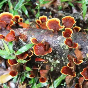 Explore Discover Madagascar 2026 for 13 days with Bunnik Tours and discover unforgettable experiences - Photo 11