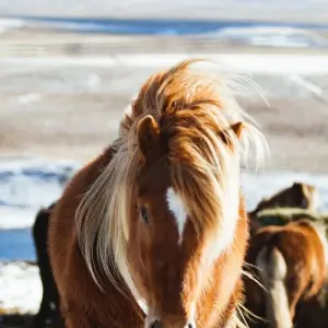 Explore 6 Day - Iceland Ring Road with Blue Lagoon Admission - Small-Group Tour for 6 days with BusTravel Iceland and discover unforgettable experiences - Photo 7