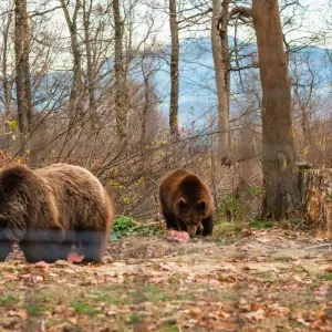 Explore Transylvania's Medieval Wonders and Wildlife: An Immersive 2-Day Tour for 2 days with Business Trans Protocol and discover unforgettable experiences - Photo 10