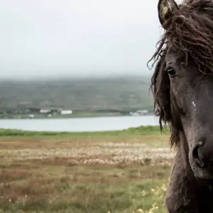 Explore 4 Days in Reykjavík Winter Package for 4 days with BusTravel Iceland and discover unforgettable experiences - Photo 9