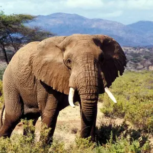 Explore 6 days Mount Kenya Trek with Ol Pejeta Safari Tour 2025/2026 for 6 days with CKC Tours & Travel and discover unforgettable experiences - Photo 3