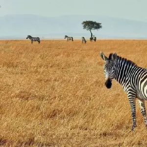 Explore 6 days Mount Kenya Trek with Samburu Game Reserve Wildlife Safari 2025 for 6 days with CKC Tours & Travel and discover unforgettable experiences - Photo 3