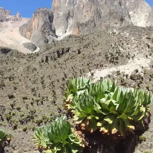 Explore 4 days Mount Kenya Trek using Sirimon and Naromoru Routes 2025/2026 for 4 days with CKC Tours & Travel and discover unforgettable experiences - Photo 4