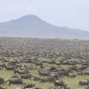 Explore 6 days Masai Mara Nakuru and Amboseli mid range Joining Safari for 6 days with CKC Tours & Travel and discover unforgettable experiences - Photo 4