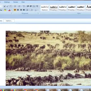 Explore 16 days Kenya Tanzania and  Zanzibar mid range flying Safari 2025/2026 for 16 days with CKC Tours & Travel and discover unforgettable experiences - Photo 4