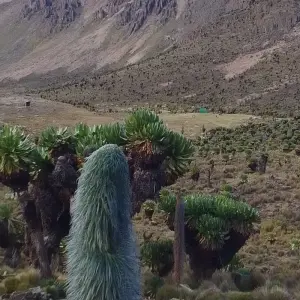 Explore 8 days Mount Kenya Trek with Lake Nakuru and Masai Mara mid range Safari 2025 for 8 days with CKC Tours & Travel and discover unforgettable experiences - Photo 4