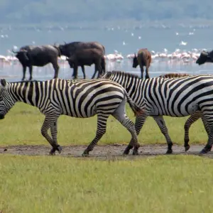 Explore 16 days Kenya Tanzania and  Zanzibar mid range flying Safari 2025/2026 for 16 days with CKC Tours & Travel and discover unforgettable experiences - Photo 6
