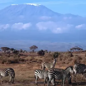 Explore 16 days Mount Kenya Trek with Kenya Wildlife Safari and Watamu Beach stay 2025 for 16 days with CKC Tours & Travel and discover unforgettable experiences - Photo 3
