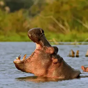 Explore 11 days Mount Kenya Trek combined with Lake Nakuru, Masai Mara, Naivasha and Amboseli Safari 2025 for 11 days with CKC Tours & Travel and discover unforgettable experiences - Photo 3