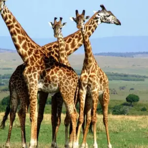 Explore 10 days Kenya and Tanzania medium range Safari 2025 for 10 days with CKC Tours & Travel and discover unforgettable experiences - Photo 3