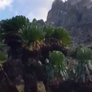 Explore 16 days Mount Kenya Trek with Kenya Wildlife Safari and Watamu Beach stay 2025 for 16 days with CKC Tours & Travel and discover unforgettable experiences - Photo 5