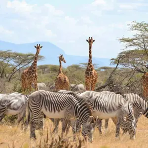 Explore 10 days Kenya and Tanzania medium range Safari 2025 for 10 days with CKC Tours & Travel and discover unforgettable experiences - Photo 5