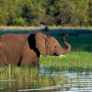 Explore 18 days Kenya, Tanzania and Uganda Safari with Zanzibar Beach Tour 2025 for 18 days with CKC Tours & Travel and discover unforgettable experiences - Photo 6
