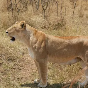 Explore 5 days Kenya medium range Joining Safari 2025/2026 for 5 days with CKC Tours & Travel and discover unforgettable experiences - Photo 4
