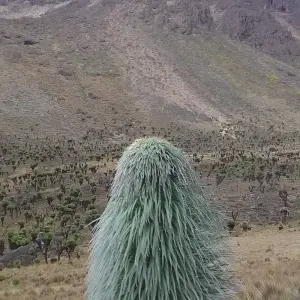 Explore 16 days Mount Kenya Trek with Kenya Wildlife Safari and Watamu Beach stay 2025 for 16 days with CKC Tours & Travel and discover unforgettable experiences - Photo 8