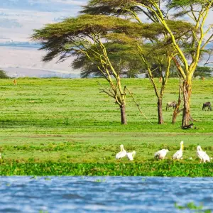 Explore 5 days Kenya medium range Joining Safari 2025/2026 for 5 days with CKC Tours & Travel and discover unforgettable experiences - Photo 5