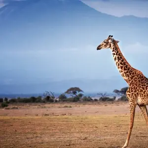 Explore 15 days Kenya shared vehicles medium range Safari and Watamu Beach Tour 2025 for 15 days with CKC Tours & Travel and discover unforgettable experiences - Photo 5