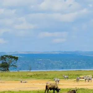 Explore 5 days Kenya medium range Joining Safari 2025/2026 for 5 days with CKC Tours & Travel and discover unforgettable experiences - Photo 6