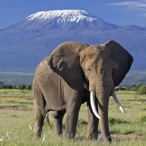 Explore 10 days Kenya Luxury range Flying Safari Holiday for 10 days with CKC Tours & Travel and discover unforgettable experiences - Photo 4