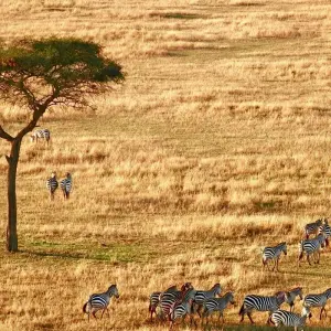 Explore 15 days Kenya shared vehicles medium range Safari and Watamu Beach Tour 2025 for 15 days with CKC Tours & Travel and discover unforgettable experiences - Photo 6