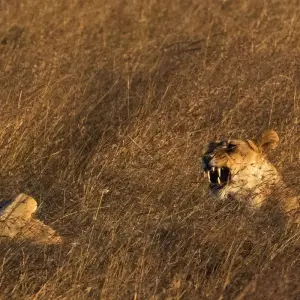 Explore 7 Days Kenya mid range Joining Safari for 7 days with CKC Tours & Travel and discover unforgettable experiences - Photo 3