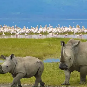 Explore 5 days Kenya medium range Joining Safari 2025/2026 for 5 days with CKC Tours & Travel and discover unforgettable experiences - Photo 7