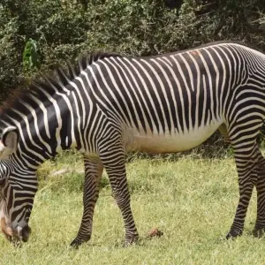 Explore 4 Days Kenya white water rafting with Aberdare Ranges Trekking for 4 days with CKC Tours & Travel and discover unforgettable experiences - Photo 4