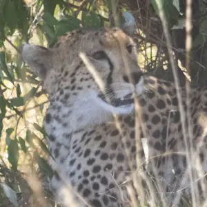 Explore 7 Days Kenya mid range Joining Safari for 7 days with CKC Tours & Travel and discover unforgettable experiences - Photo 4