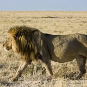 Explore 12 Days Tanzania  Luxury Safari and Zanzibar Beach Holiday 2025/2026 for 14 days with CKC Tours & Travel and discover unforgettable experiences - Photo 4