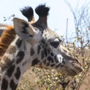 Explore 7 Days Kenya mid range Joining Safari for 7 days with CKC Tours & Travel and discover unforgettable experiences - Photo 6