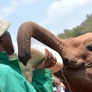 Explore 15 Days Kenya Tanzania Mid Range Safari & Zanzibar Beach holiday 2025 for 15 days with CKC Tours & Travel and discover unforgettable experiences - Photo 3