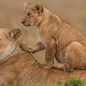 Explore 5 Day Kenya and Uganda luxury flying safari 2025/2026 for 5 days with CKC Tours & Travel and discover unforgettable experiences - Photo 3