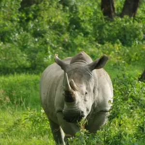 Explore 5 Days Kenya medium range safari for Amboseli and Tsavo Parks from Nairobi to Mombasa for 5 days with CKC Tours & Travel and discover unforgettable experiences - Photo 8