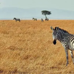 Explore 7 Days Kenya and Tanzania private  medium range driving safari for 7 days with CKC Tours & Travel and discover unforgettable experiences - Photo 5