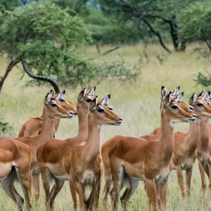 Explore 6 Days Tanzania luxury range Driving Safari 2025/2026 for 6 days with CKC Tours & Travel and discover unforgettable experiences - Photo 4