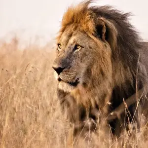 Explore 7 Days Kenya mid range Joining Safari for 7 days with CKC Tours & Travel and discover unforgettable experiences - Photo 11