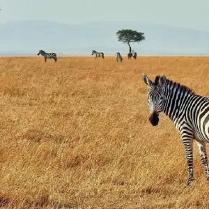 Explore 5 Day Kenya and Uganda luxury flying safari 2025/2026 for 5 days with CKC Tours & Travel and discover unforgettable experiences - Photo 8