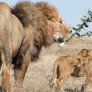 Explore 16 Days Kenya and Tanzania mid range driving Safari Holiday for 16 days with CKC Tours & Travel and discover unforgettable experiences - Photo 11