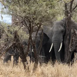 Explore 6 Days Tanzania luxury range Driving Safari 2025/2026 for 6 days with CKC Tours & Travel and discover unforgettable experiences - Photo 7