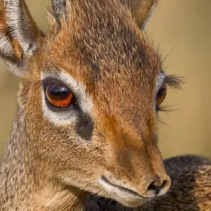Explore 5 Day Kenya  Flying Safari 2025/2026 for 5 days with CKC Tours & Travel and discover unforgettable experiences - Photo 9