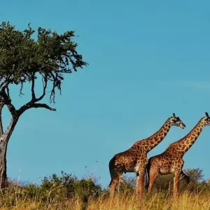 Explore 15 Days Kenya Tanzania Mid Range Safari & Zanzibar Beach holiday 2025 for 15 days with CKC Tours & Travel and discover unforgettable experiences - Photo 10