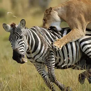 Explore 5 Day Kenya  Flying Safari 2025/2026 for 5 days with CKC Tours & Travel and discover unforgettable experiences - Photo 10