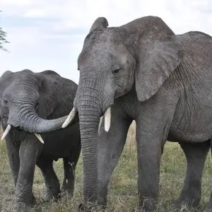 Explore 15 Days Kenya Tanzania Mid Range Safari & Zanzibar Beach holiday 2025 for 15 days with CKC Tours & Travel and discover unforgettable experiences - Photo 11