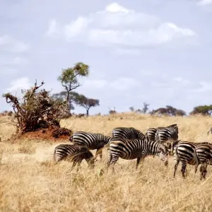 Explore 6 Days Tanzania luxury range Driving Safari 2025/2026 for 6 days with CKC Tours & Travel and discover unforgettable experiences - Photo 9