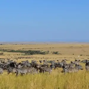 Explore 7 Days Kenya mid range safari and Beach Holiday for 7 days with CKC Tours & Travel and discover unforgettable experiences - Photo 11