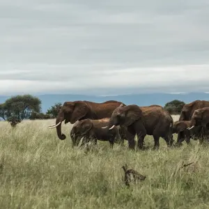 Explore 6 Days Tanzania luxury range Driving Safari 2025/2026 for 6 days with CKC Tours & Travel and discover unforgettable experiences - Photo 10