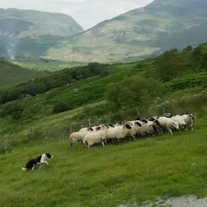 Explore Taste of Ireland Self-Drive - 7 Days/6 Nights for 7 days with CIE Tours and discover unforgettable experiences - Photo 11