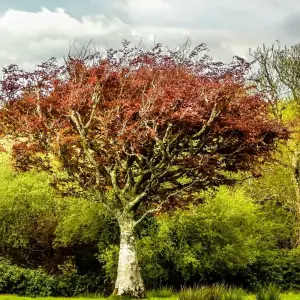 Explore Mystical Ireland - 8 Days/7 Nights for 8 days with CIE Tours and discover unforgettable experiences - Photo 11