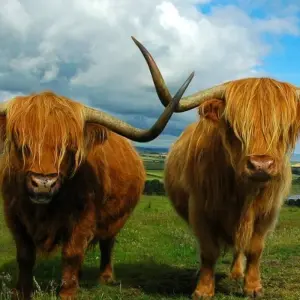 Explore Scottish & Irish Gold - 16 Days/15 Nights for 16 days with CIE Tours and discover unforgettable experiences - Photo 8